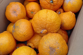 不知火（わけあり・加工用）【4.5kg】