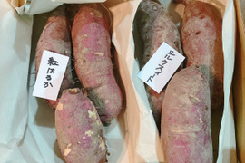サツマイモ【シルクスイート３本】【紅はるか３本】　【農薬不使用】　食べ比べセット