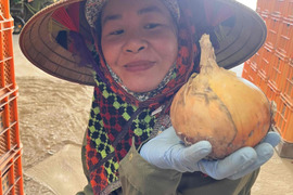 ※数量限定　納豆菌栽培　淡路島玉ねぎ　大玉１0ｋｇ