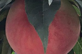 ふくしまと言えば桃・あかつき３ｋｇ
