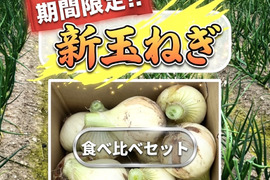 【予約販売】「淡路島の新玉ねぎ」食べ比べセット（七宝・ボルト）10kg（サイズ混合）