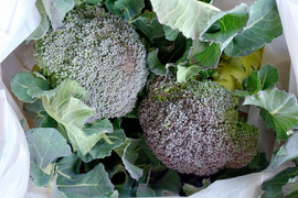小さめブロッコリー ２株　高知県産
