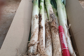 SALL🚨霜に当たり甘さの増した【至福の極甘ネギ❗️❗️】✅🎁人気NO.1✅🎁M／L混合【4本増量❗ 】22本<2.8kg>❗3,000円→980円❗️❗️ ✨信州産✨【特別栽培】✨【無消毒栽培】