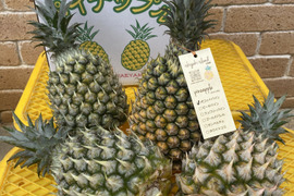 石垣島　ポコットパイン（スナックパインこ）目安4.5kg（大玉4玉）