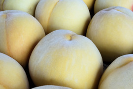 黄ららのきわみ(きららのきわみ)3kg🍑【朝どれ】直送🍑朝採り🍑贈答用🍑夏ギフト🍑自宅用🍑硬い桃🍑かためで甘い&ジューシー🍑9月上旬頃～収穫予定🍑晩生品種🍑