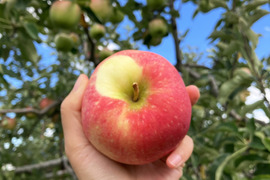 【家庭用】赤りんご🍎品種おまかせ小玉サイズ4kg 低農薬で安心！【小玉りんご】