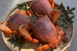 【特大】ボリューム満点！宮崎県産アサヒガニ （１kg）