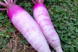 【自然栽培】あやめっ娘だいこん4kg以上★農薬・肥料不使用｜大根｜ダイコン