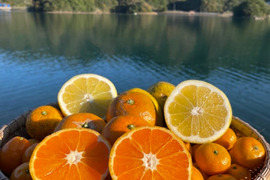 天草の宝石箱！栽培期間中農薬不使用 5種の柑橘セット　箱込み4kg　（不知火 、河内晩柑、紅河内晩柑、橙、甘夏）