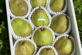 【ラフランス専業農家が贈る🍐】ラ・フランス 3kg 特秀 10玉入り