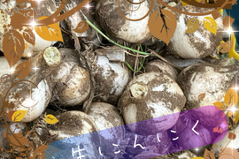 埼玉県産！訳ありだけど甘みがあって美味しい。フレッシュな生にんにく！！