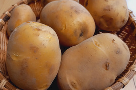 【訳あり】秋じゃが☆ながさき黄金　1.5kg