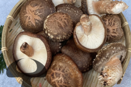 肉厚の原木椎茸 約900g 生しいたけ 原木しいたけ