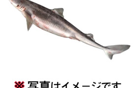 【珍魚】アブラツノザメ オマケ付き 4.5kg