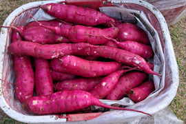寝かせなくても美味い2024年産紅ハルカ🍠農薬・化学肥料通年不使用🍠【5キロ】桜島産