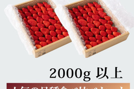 【食べ比べ】大満足の2000g食べ比べセット！人気品種「紅ほっぺ」1000g+静岡限定品種「きらぴ香」1000g or 希少品種「おいCベリー」1000gのどちらかのランダムパック!