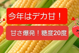 奇跡のトウモロコシ8本