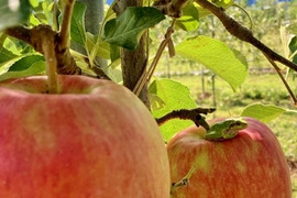 【ご予約受付中】シナノドルチェ ３キロ箱（お得用） ９月発送