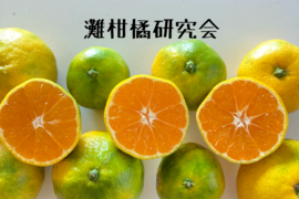 初収穫（ゆら早生）　箱込5kg　家庭用　山口岩国みかん　瀬戸内の恵み甘酸っぱいフレッシュなお味をお届けします！