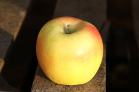 【完売】ぐんま名月 蜜入りの黄色いりんご 家庭用 5kg (12〜24玉)