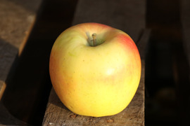 【先行予約・11月上旬発送予定】ぐんま名月 蜜入りの黄色いりんご 5kg (12〜20玉)