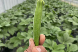 南の島のオクラ1kg