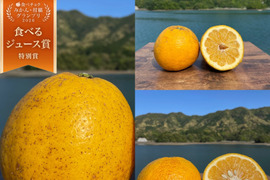 箱込み6kg 3種の柑橘（河内晩柑・紅河内晩柑・甘夏）【柑橘食べ比べ】