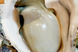 【生食】小ぶりで美味！
ミネラルたっぷり島根県産岩牡蠣(S6個入)