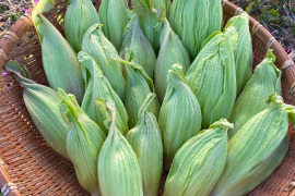 『今が旬！』特大ふきのとう 200g