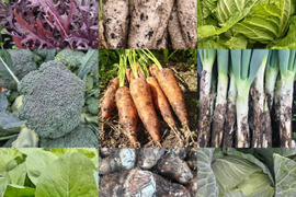 【農薬化学肥料不使用】朝採り！信州伊那谷★旬の野菜セット Mサイズ（火曜発送）