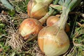 【農薬・除草剤不使用】愛媛県産　玉ねぎ(10kg)