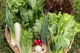 新鮮！旬の野菜セット【SSサイズ：約1.5kg】【7品目】農薬・化学肥料不使用