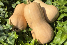 新鮮空芯菜5キロ+かぼちゃ葉っぱ5キロ+つるむらさき 4キロ 新鮮空芯菜 4キロ+かぼちゃ葉っぱ4キロ+つるむらさき 4キロ+