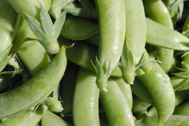 止まらない!?しゃきしゃきのスナップエンドウ1kg!!