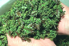 【予約商品】気品ある香り！花山椒100g  （美山産 栽培期間中農薬不使用）