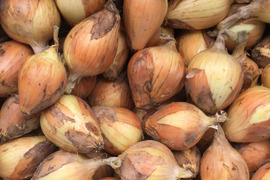 訳あり 淡路島産タマネギ5kg
七宝早生　変形・サイズが小さい
化学肥料・農薬・除草剤不使用
辛み少な〜い　加熱するとめちゃ甘