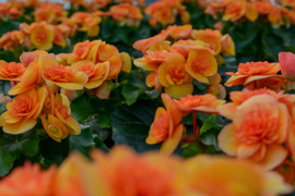 【贈答用】ゴールデンイエローが目を引く男性にも人気品種です。エラチオールベゴニア【レビータ】4.5寸