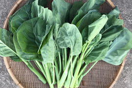 芥蘭(カイラン） 1kg／コリコリ食感、日本ではなかなか手に入らない中国の定番野菜！