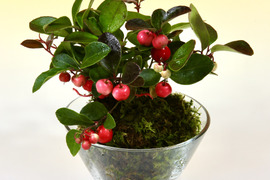 〜優しい空間を〜苔玉チェッカーべリー