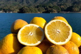 MOTTAINAIみかん！和製グレープフルーツ【河内晩柑】箱込み6kg 栽培期間中農薬不使用だからこそお届けできる冬でも食べられる天草特産の和製グレープフルーツ