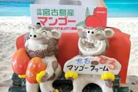 【家庭用7月予約🍎】完熟マンゴー1㎏(2～3玉)　宮古島産　お手頃品
