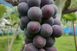 粒が取れちゃうほど完熟　甘さと酸味のバランスちょどいい　脱粒巨峰　800g（2～３房）　秀品【着日指定不可商品】