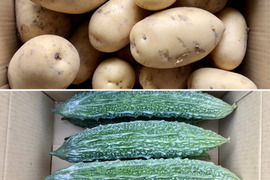 【鹿児島産】甘塩新ジャガイモ箱込み2キロ・甘塩ゴーヤ箱込み1キロ^_^