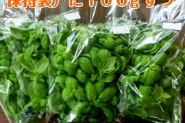 有機種子の水耕栽培スイートバジル『伊勢志摩産』500ｇ