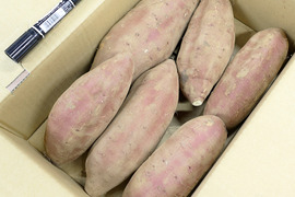 千葉県産　大きいさつまいも【シルクスイート】約５kg 大きいサイズ２Ｌ～４Ｌ 鮮度を保つため土付き