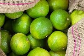 《農薬不使用》かぼす発祥の地/臼杵市産/香り高いかぼす《大分一号》3kg