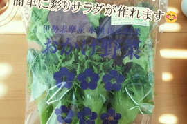 おかげ野菜 サラダセット 140g おうちでレストランのような「映える」サラダを！サラダ 生野菜 セット  水耕栽培 農家直送