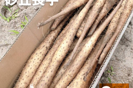 【家庭用】砂丘ながいも 長芋 抜きたて 3kg程度 とろろ ねばり 山芋 根菜