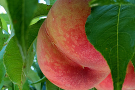 夏雄美(なつゆうび)【自宅用】訳あり品🍑数量限定🍑【朝どれ】直送🍑朝採り🍑硬い桃🍑かためで甘い&ジューシー🍑7月上旬頃～収穫予定🍑早生品種🍑お得🍑あかつきより早く食べたい方へ🍑
