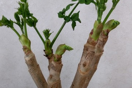 ともみさん、専用２セットまとめ買い　 オリジナル　「竹花瓶付き」 『激レア』　タラの芽の原木 春を一足先に告げる南国の木の芽です。 栽培マニュアルもお付けします。